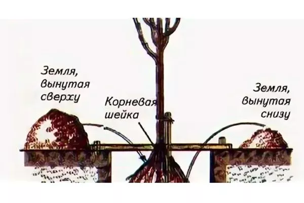 Посадка яблони яблони Свежесть6