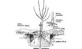 Посадка яблони яблоня Афродита5