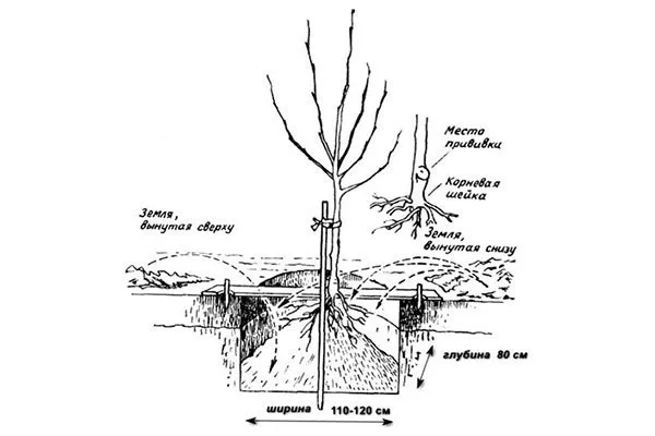 Посадка яблони яблоня Афродита5