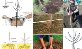 посадка Яблоня Голден Делишес19