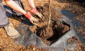 посадка яблоня Триумф11