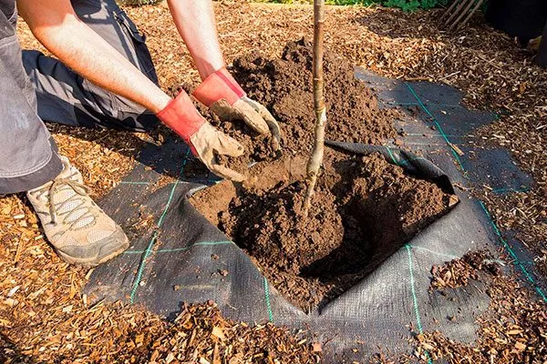 посадка яблоня Триумф11