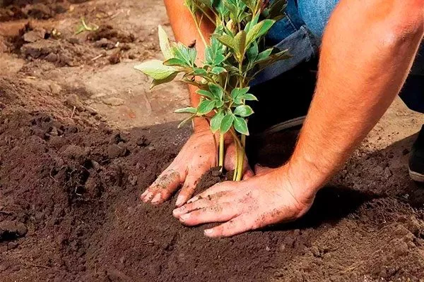 Посадка2 пиона Топ Брасс16