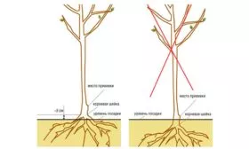посадка саженцев