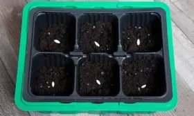 посев огурцов Диригент11