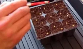 посев перец Испанский бык9