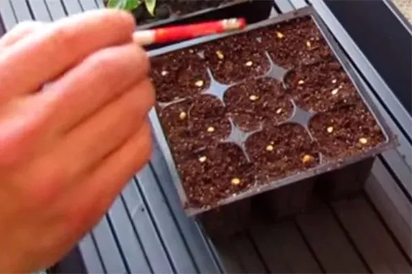 посев перец Испанский бык9