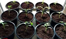 Посев рассады Сызранская пипочка14