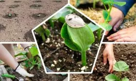 Посев семян и высадка рассады тыквы Акорн12