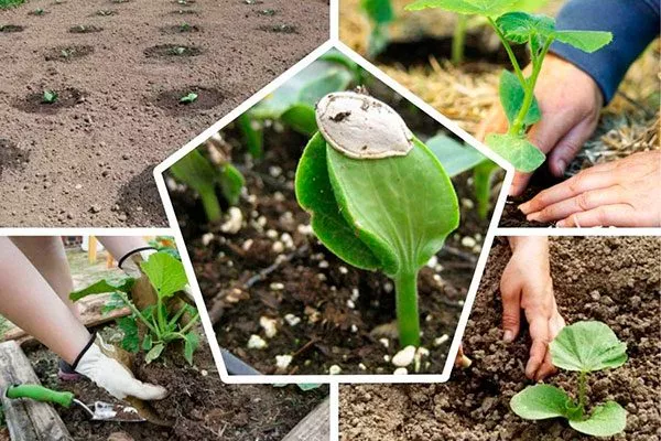 Посев семян и высадка рассады тыквы Акорн12