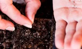 Посев томата Вишенка чёрная9