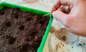 посев томаты сорта Лабрадор12