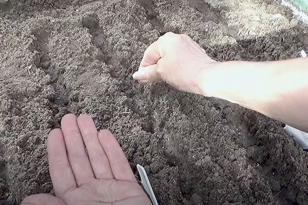 посев укропа Лохматый лев9