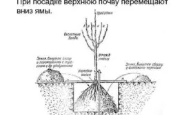 Правила посадки саженцев Яблоня Бельфлёр-китайка10