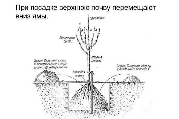 Правила посадки саженцев Яблоня Бельфлёр-китайка10