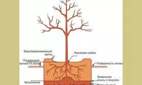 правила посадки яблони Чёрный принц13