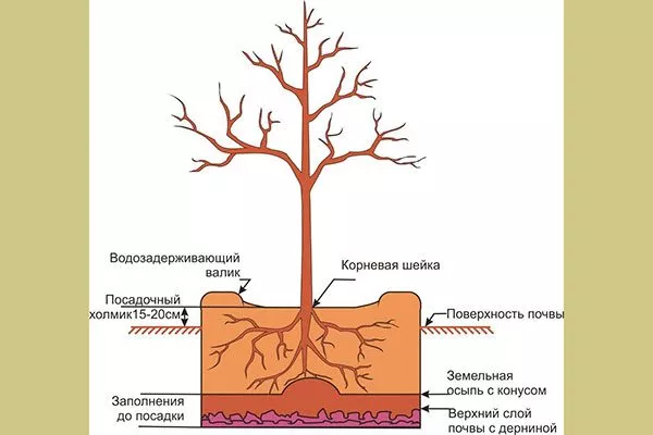 правила посадки яблони Чёрный принц13