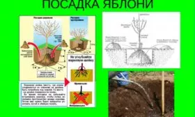 Правила посадки яблони Китайка Керр16