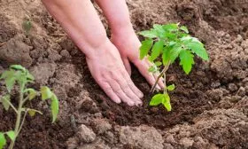 Правила высадки рассады томата Вишенка чёрная10