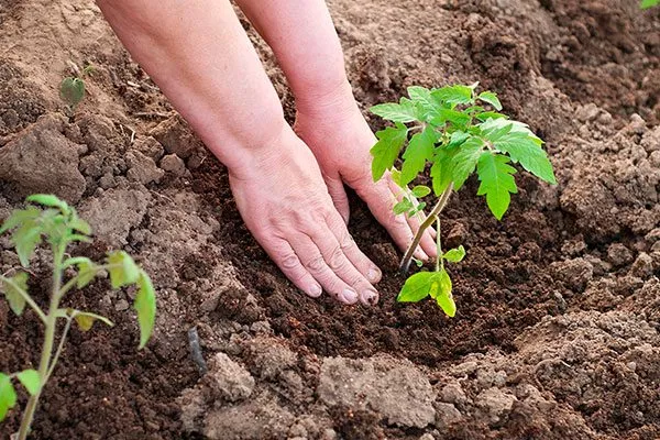 Правила высадки рассады томата Вишенка чёрная10