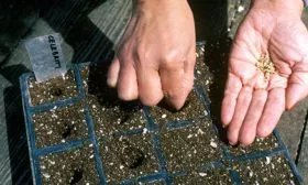 Приступайте к посеву семян томаты Чудо Света13