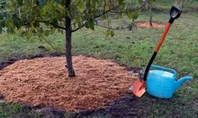 приствольный круг Яблоня Аркад14