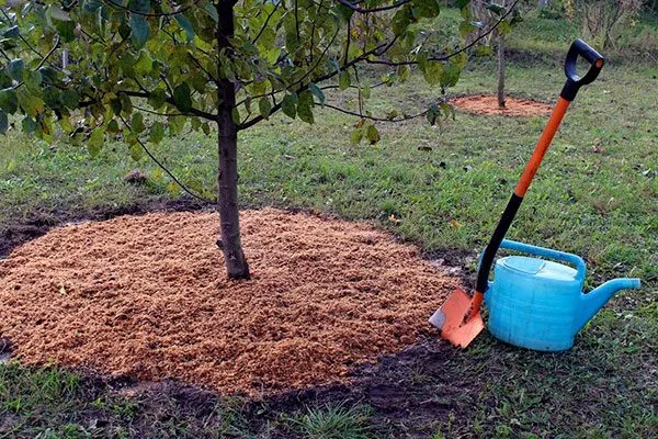 приствольный круг Яблоня Аркад14