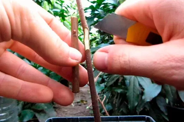 прививка хурмы Вебер12