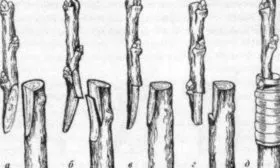 Прививкой сортового черенка яблоня Триумф12