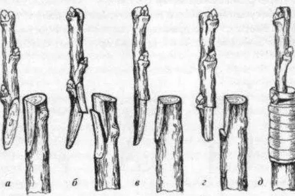 Прививкой сортового черенка яблоня Триумф12