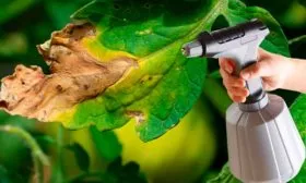 Профилактика заболеваний и борьба с вредителями томаты Чудо Света16