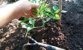 Пропалывайте и рыхлите почву томата Вишенка чёрная11