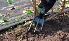 Прополка и рыхление смородиныОриана10