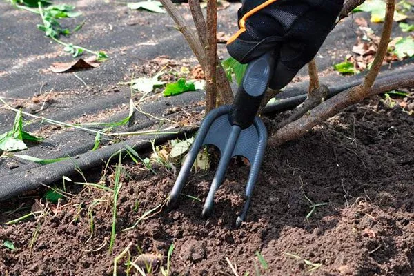 Прополка и рыхление смородиныОриана10