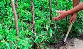 Прополка и рыхление томаты Чудо Света14