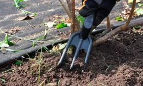 Прополка, рыхление винограда Родина19