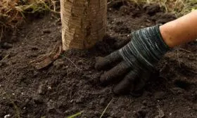 Прополка, рыхление яблони Память Ульянищева11