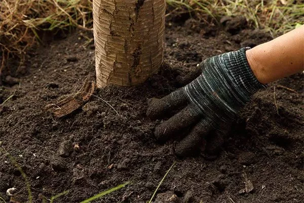 Прополка, рыхление яблони Память Ульянищева11