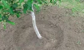 Прополка, рыхление яблони Ветеран15