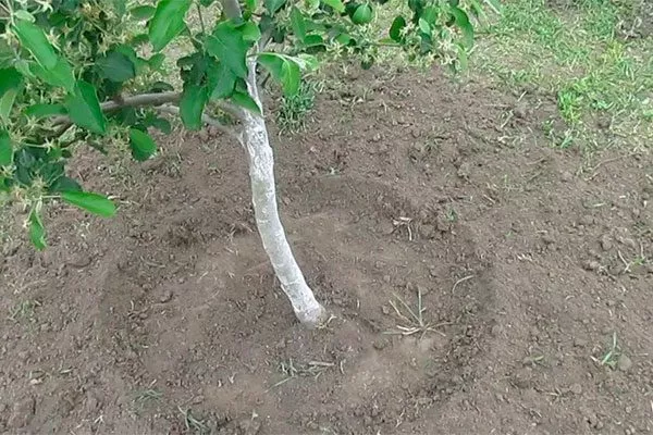 Прополка, рыхление яблони Ветеран15