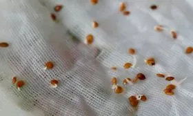 Проращивание томаты Чудо Света15