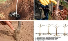 Процесс посадки яблок Веньяминовское4