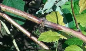 Пурпурная пятнистость малины Кримсон найт11