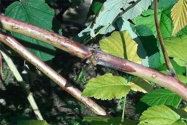 Пурпурная пятнистость малины Кримсон найт11