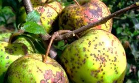 пятнистостью яблони Ветеран16