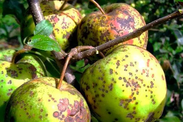 пятнистостью яблони Ветеран16