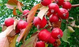 Ранетка яблони Райская17