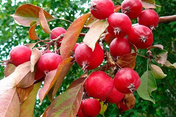 Ранетка яблони Райская17