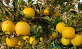 Раш Голден Делишес Яблоня Голден Делишес20