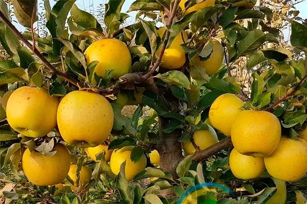 Раш Голден Делишес Яблоня Голден Делишес20